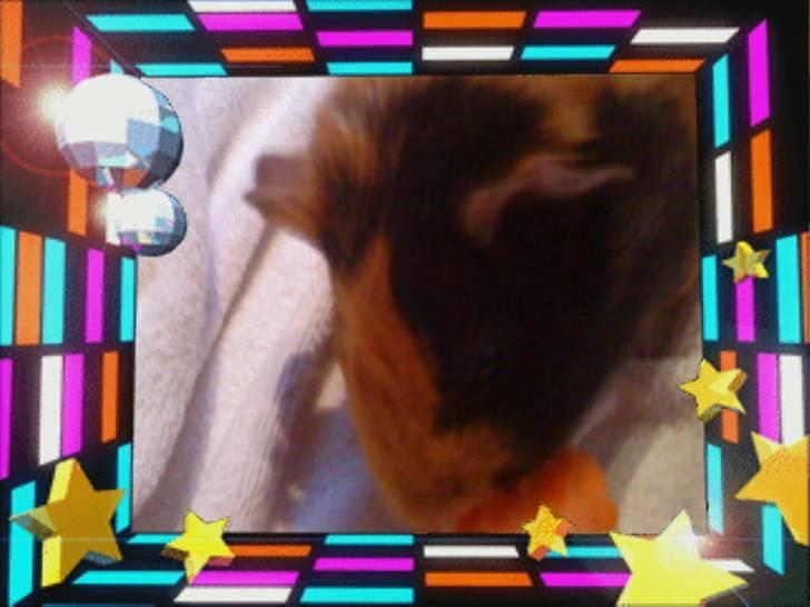 Marsvin ¨˜°º•¤ Stald Kiwis Apple R.I.P ¤•º°˜¨  - Apple til fest billede 1