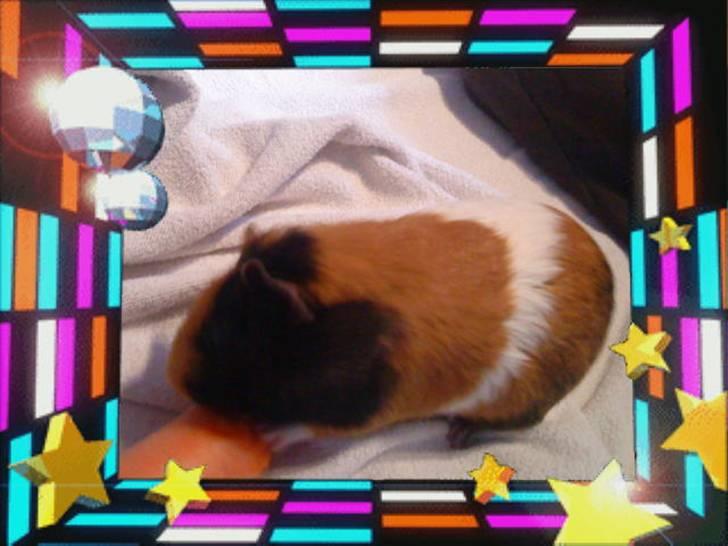 Marsvin ¨˜°º•¤ Stald Kiwis Apple R.I.P ¤•º°˜¨  - Apple på fest gulvet billede 6