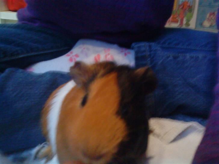 Marsvin ¨˜°º•¤ Stald Kiwis Apple R.I.P ¤•º°˜¨  - Hej med dig billede 7