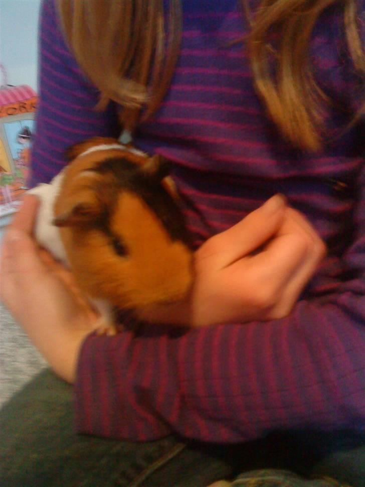 Marsvin ¨˜°º•¤ Stald Kiwis Apple R.I.P ¤•º°˜¨  - hvad har du der kan det spises billede 8