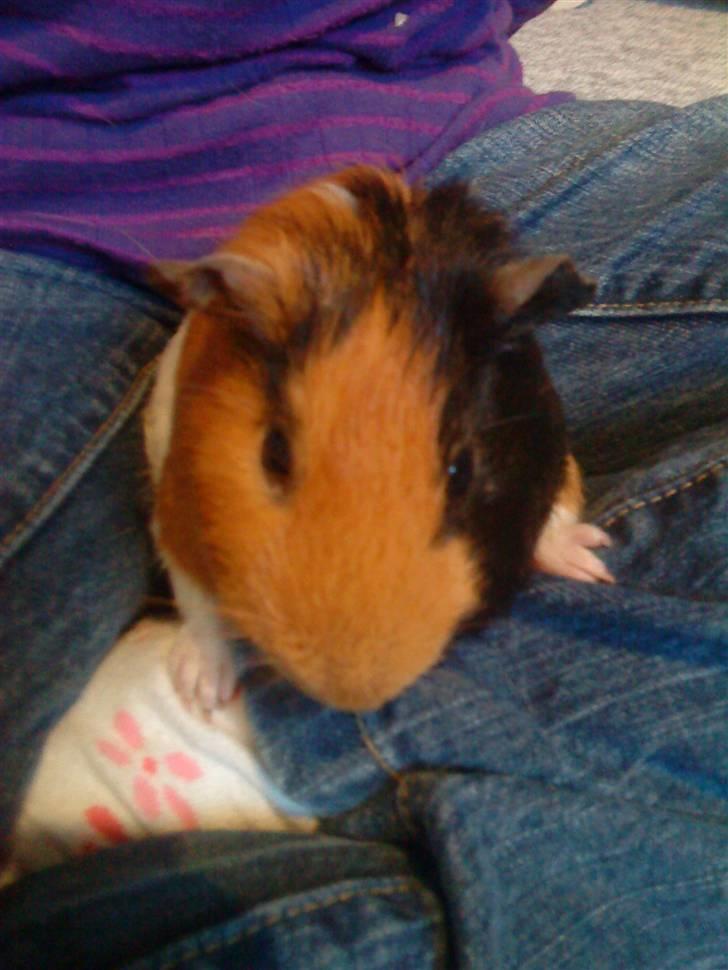 Marsvin ¨˜°º•¤ Stald Kiwis Apple R.I.P ¤•º°˜¨  - Jeg sider perfeckt her billede 9