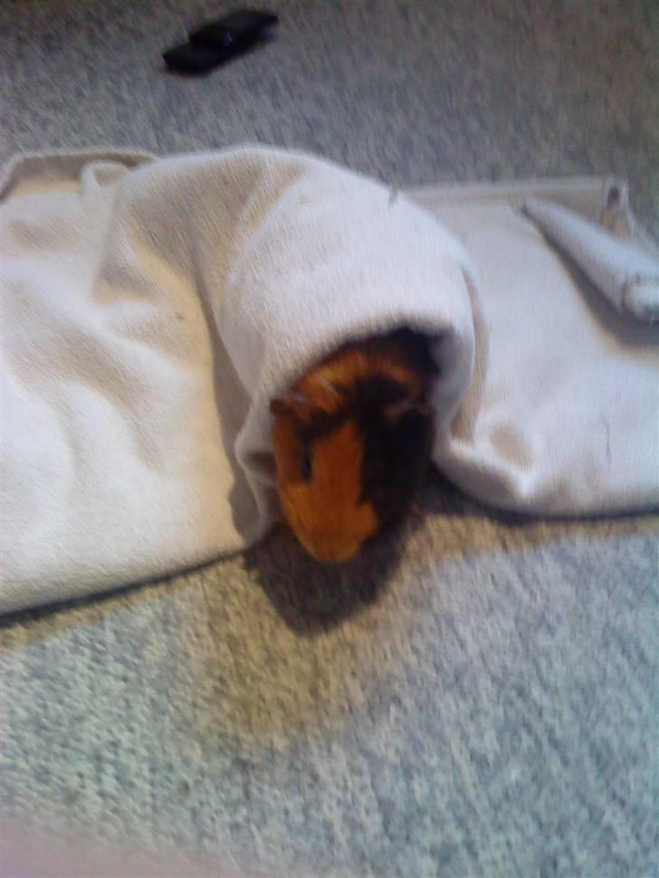 Marsvin ¨˜°º•¤ Stald Kiwis Apple R.I.P ¤•º°˜¨  - godnat håber i kunne lide mig. billede 10