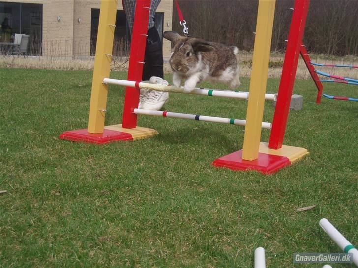 Kanin Roses Skipper - mesterfotograf Nanna:-) billede 19