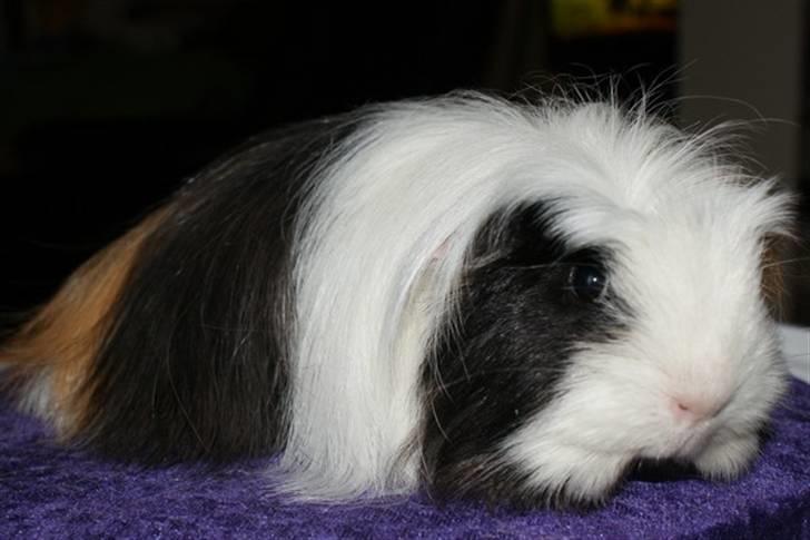 Marsvin Koreskas PICCOLINE billede 13