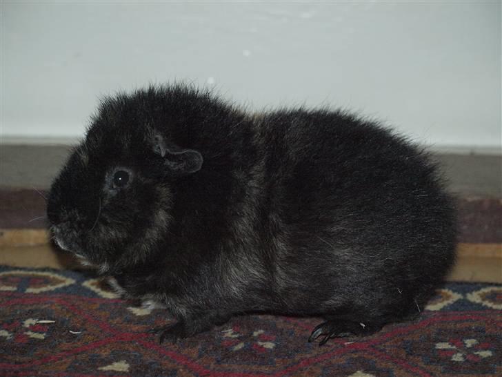 Marsvin Alpha 'Bjørnen Bamse' billede 11