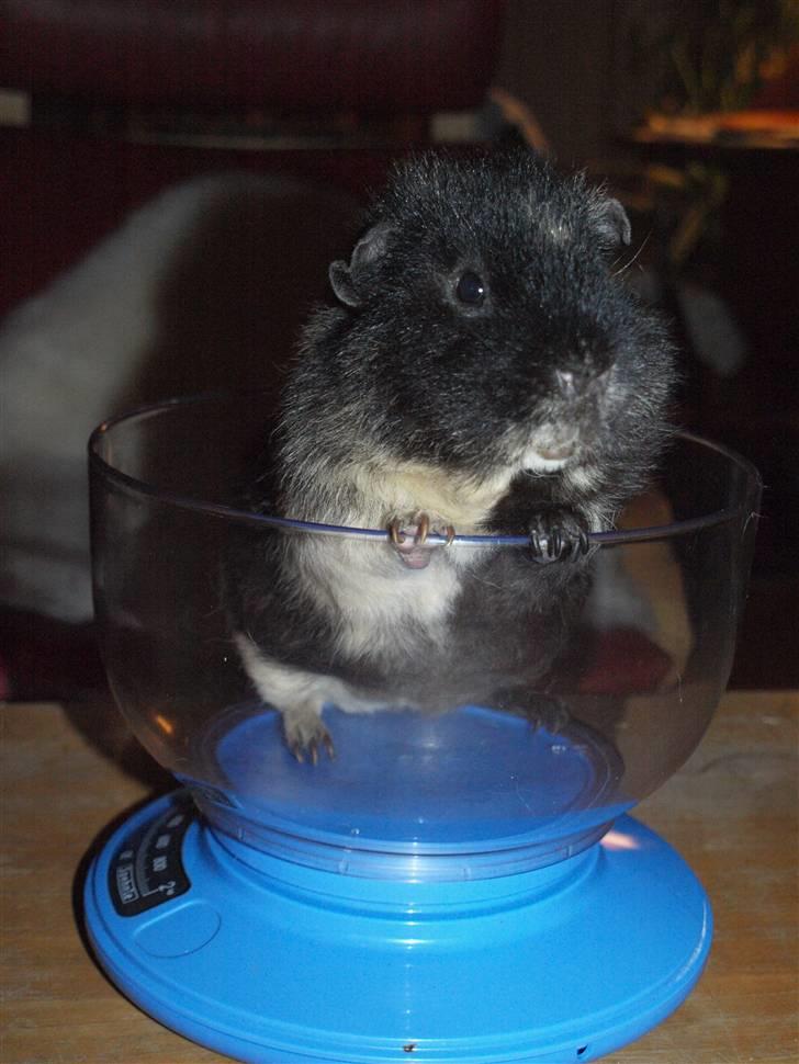 Marsvin Alpha 'Bjørnen Bamse' billede 12