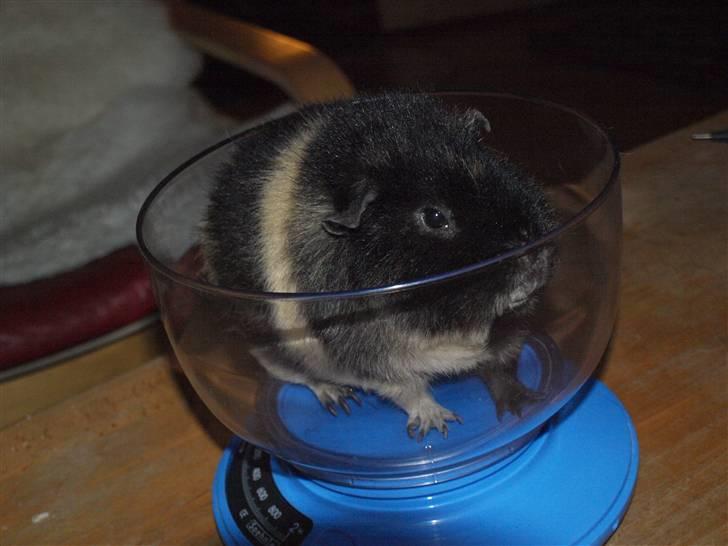 Marsvin Alpha 'Bjørnen Bamse' billede 13