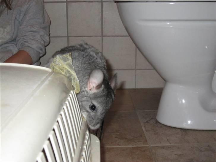 Chinchilla Elliot *Hr. Gnaven* billede 1