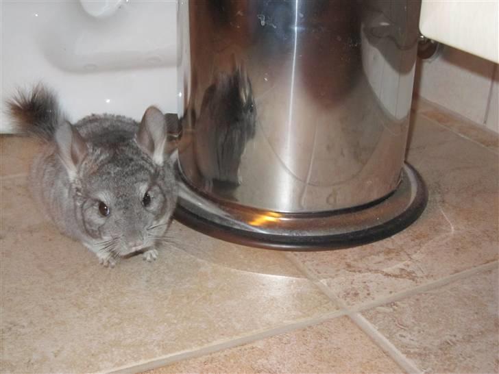 Chinchilla Elliot *Hr. Gnaven* billede 2
