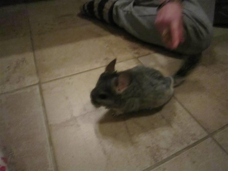 Chinchilla Elliot *Hr. Gnaven* billede 3