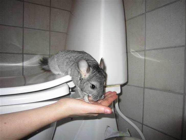 Chinchilla Elliot *Hr. Gnaven* billede 4