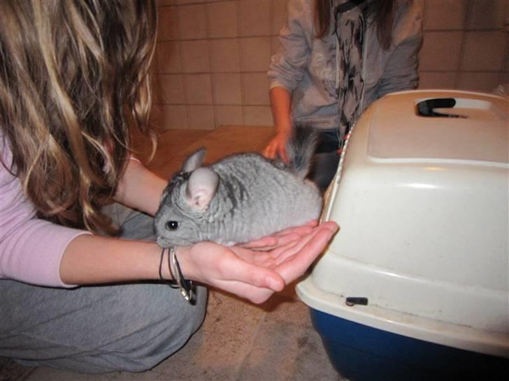 Chinchilla Elliot *Hr. Gnaven* billede 5