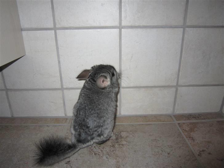 Chinchilla Elliot *Hr. Gnaven* billede 6