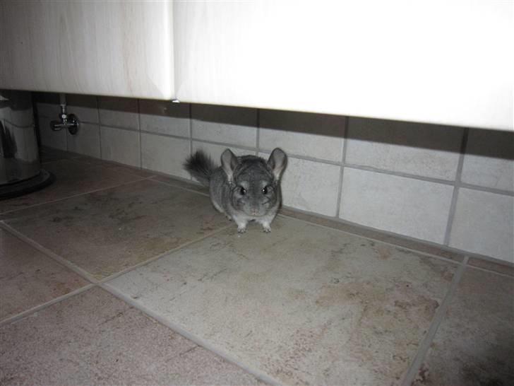 Chinchilla Elliot *Hr. Gnaven* billede 7