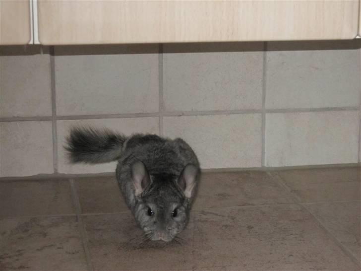 Chinchilla Elliot *Hr. Gnaven* billede 8