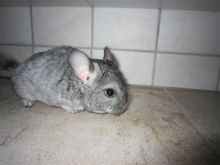 Chinchilla Elliot *Hr. Gnaven* billede 9