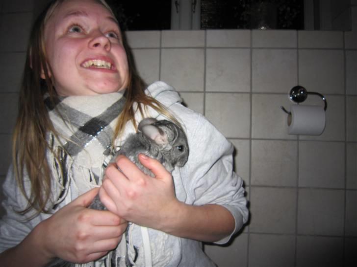 Chinchilla Elliot *Hr. Gnaven* billede 10