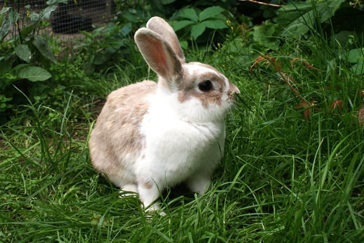 Kanin | † Ziggy's Liv R.I.P. billede 19