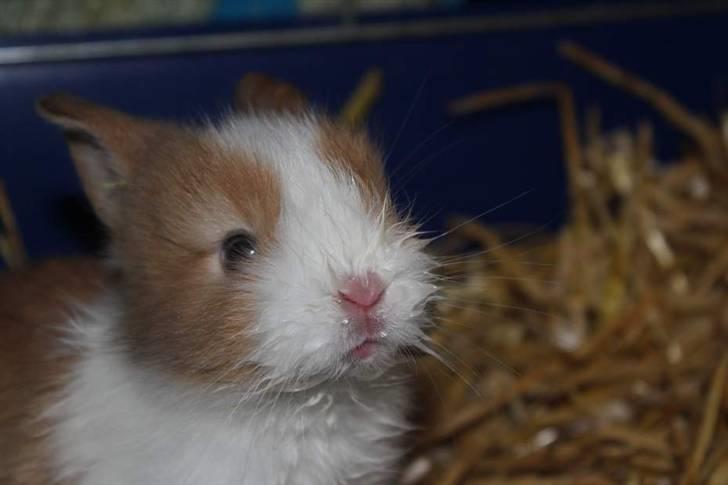 Kanin Shamigo's Cinderella billede 1