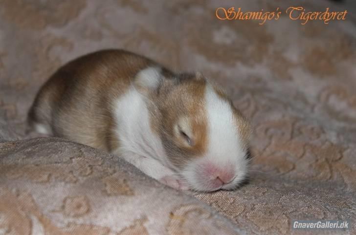 Kanin Shamigo's Cinderella billede 2