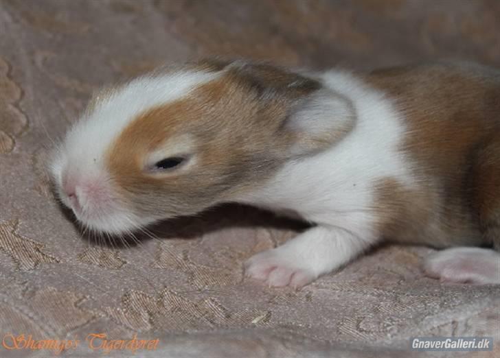 Kanin Shamigo's Cinderella billede 3