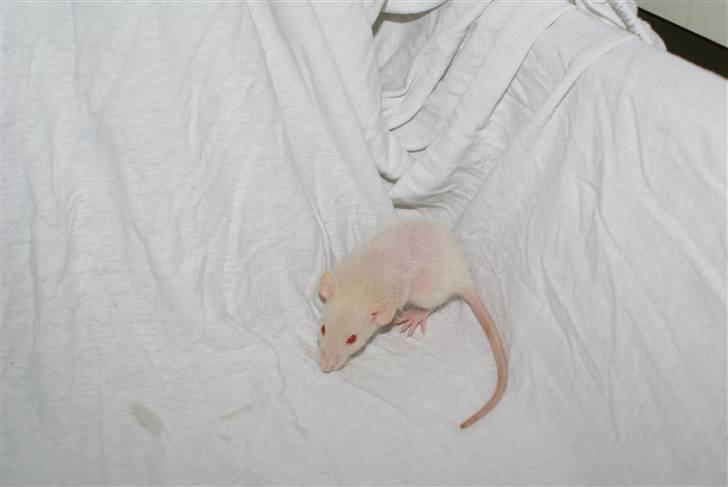 Tamrotte Prima Rats' Kahlua <3 - NYT billede 7