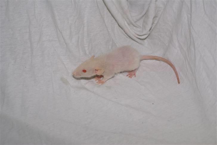 Tamrotte Prima Rats' Kahlua <3 - NYT billede 8