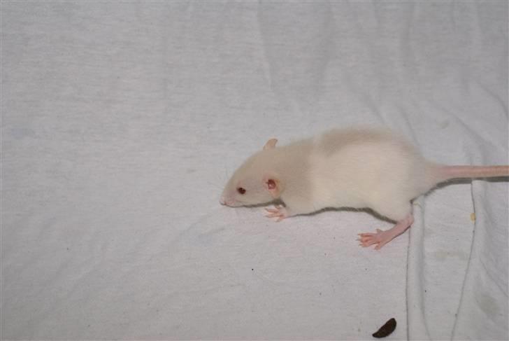 Tamrotte Prima Rats' Tullamore <3 - NYT billede 9