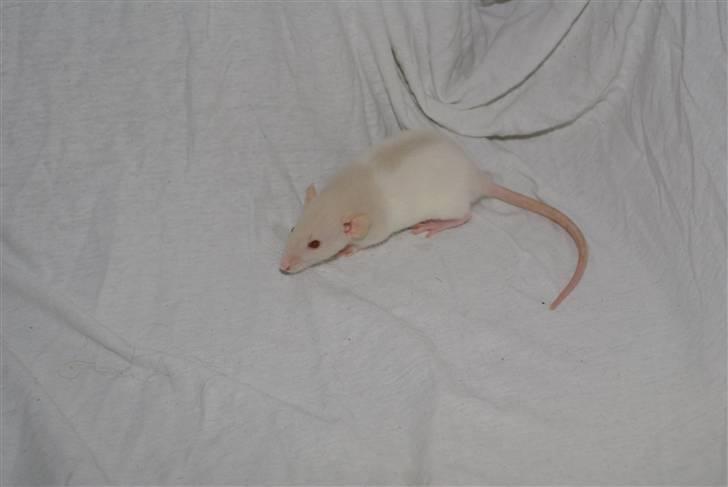 Tamrotte Prima Rats' Tullamore <3 - NYT billede 10