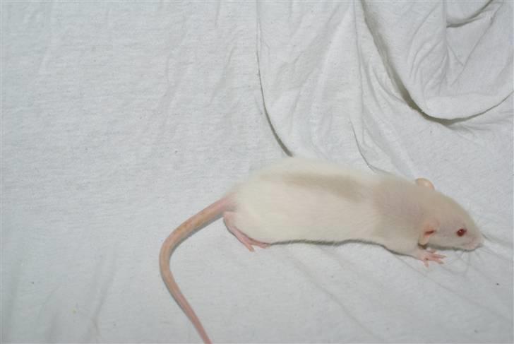 Tamrotte Prima Rats' Tullamore <3 - NYT billede 11