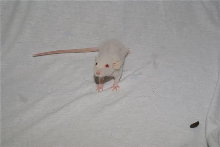 Tamrotte Prima Rats' Malibue <3 billede 11