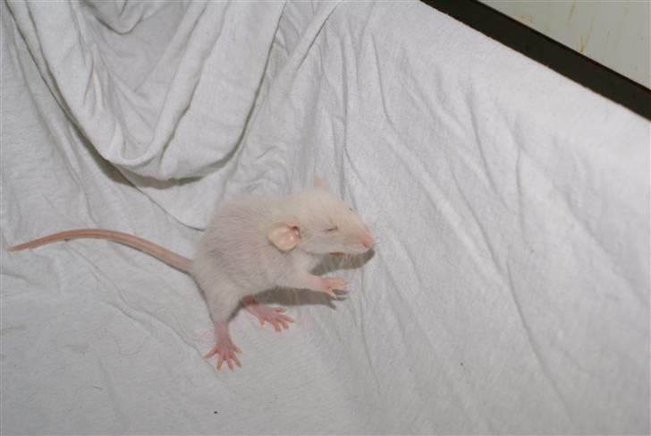 Tamrotte Prima Rats' Malibue <3 billede 12