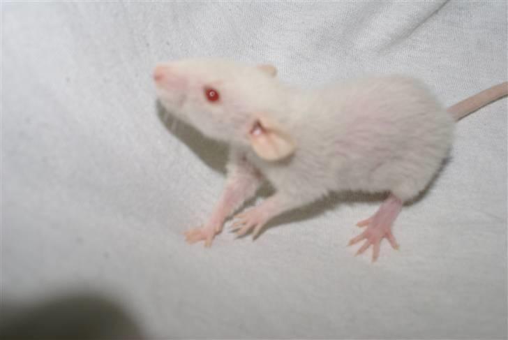 Tamrotte Prima Rats' Malibue <3 billede 13