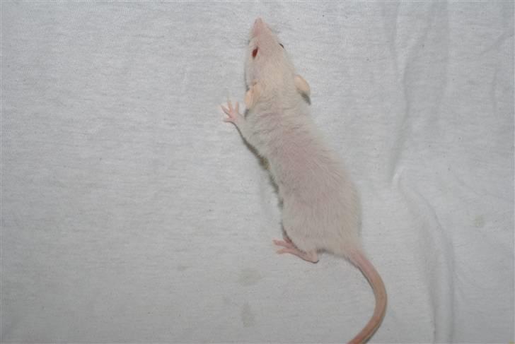 Tamrotte Prima Rats' Malibue <3 billede 14