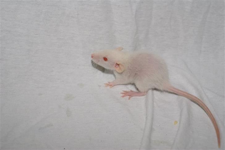 Tamrotte Prima Rats' Malibue <3 billede 15