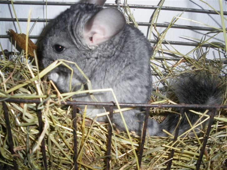 Chinchilla Elliot *Hr. Gnaven* billede 11