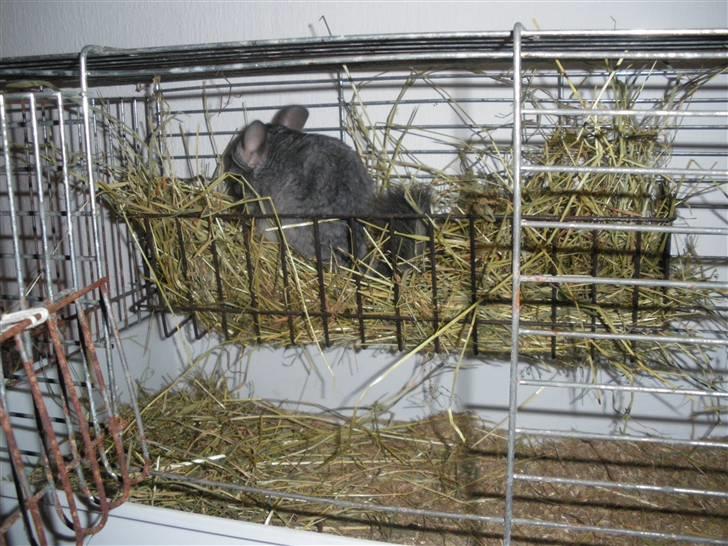 Chinchilla Elliot *Hr. Gnaven* billede 12