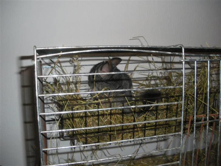 Chinchilla Elliot *Hr. Gnaven* billede 13