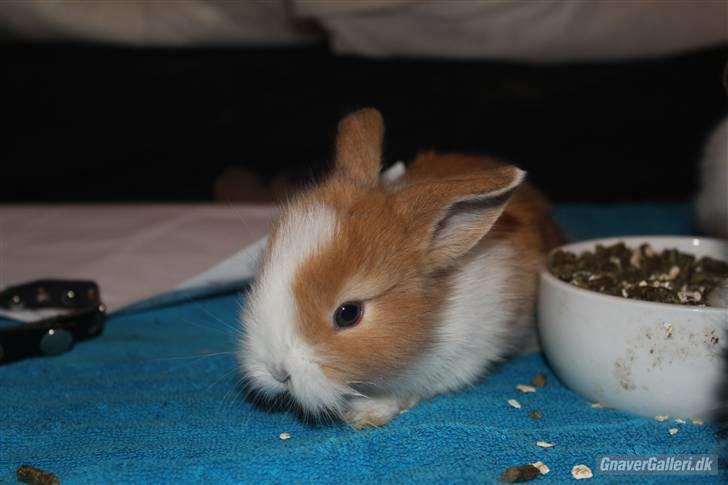 Kanin Shamigo's Cinderella billede 4