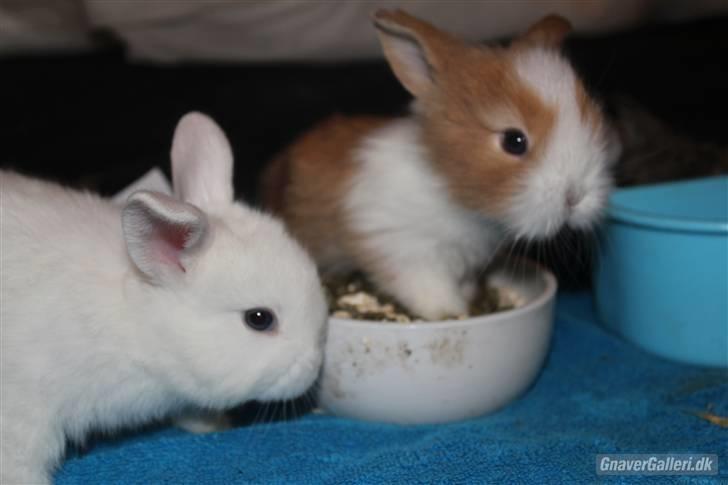 Kanin Shamigo's Cinderella billede 5