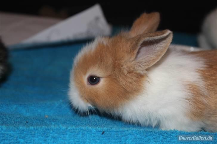 Kanin Shamigo's Cinderella billede 6