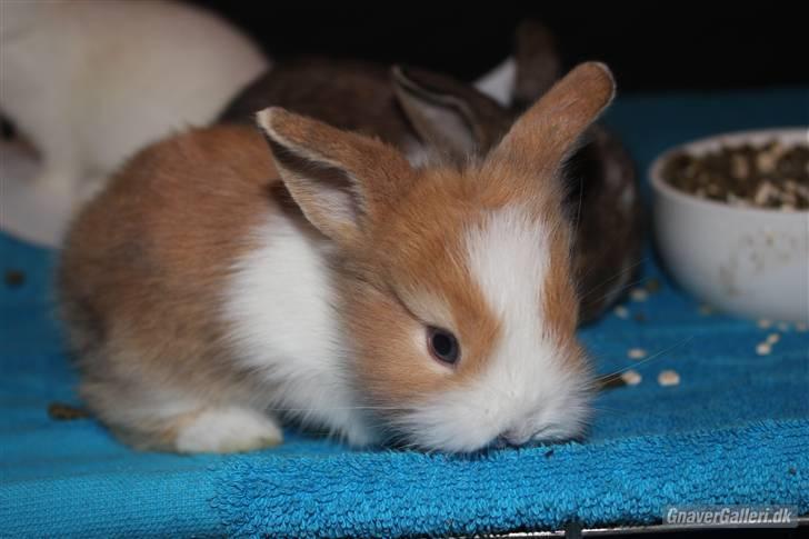 Kanin Shamigo's Cinderella billede 7