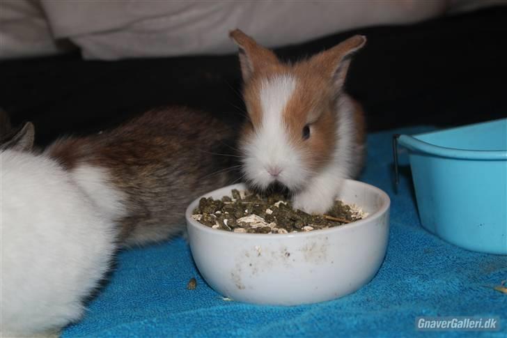 Kanin Shamigo's Cinderella billede 8