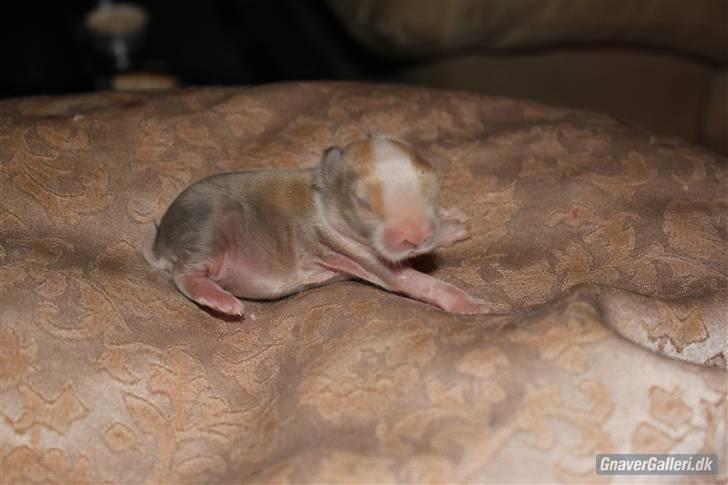 Kanin Shamigo's Cinderella billede 9