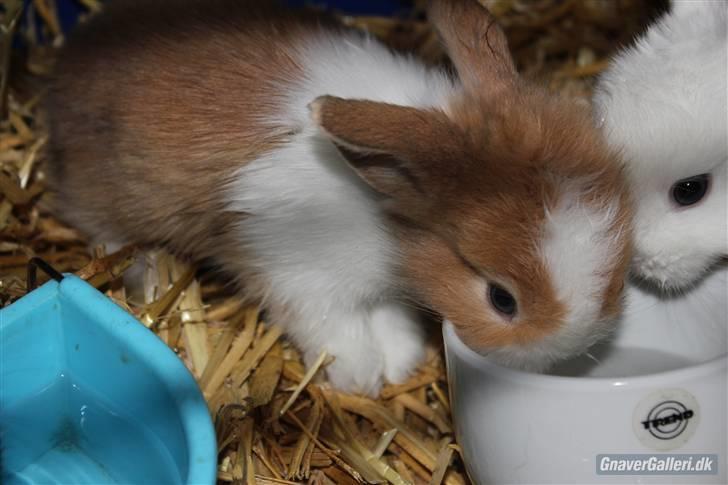 Kanin Shamigo's Cinderella billede 10