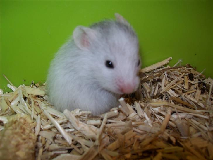 Hamster Henry Andersen - Henry billede 1