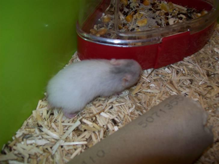 Hamster Henry Andersen - Sku man gå ind på toilet aka. madlageret ;) billede 2