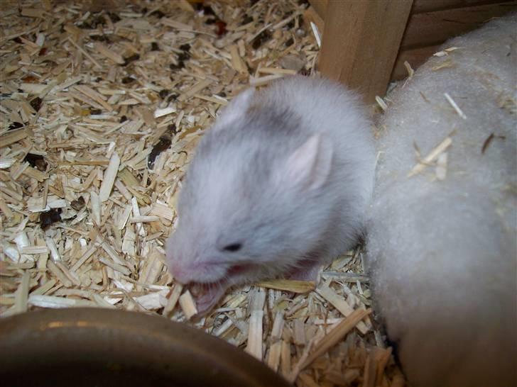 Hamster Henry Andersen - Her sidder jeg billede 3