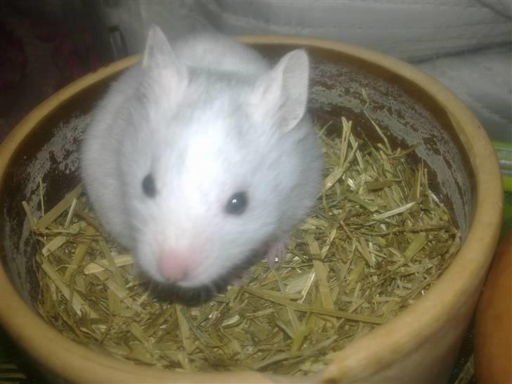 Hamster Henry Andersen - Hva vil du? billede 4