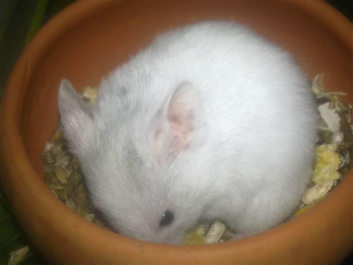 Hamster Henry Andersen - Mamse billede 5